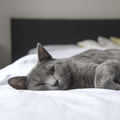 Cognitive hypnotherapy